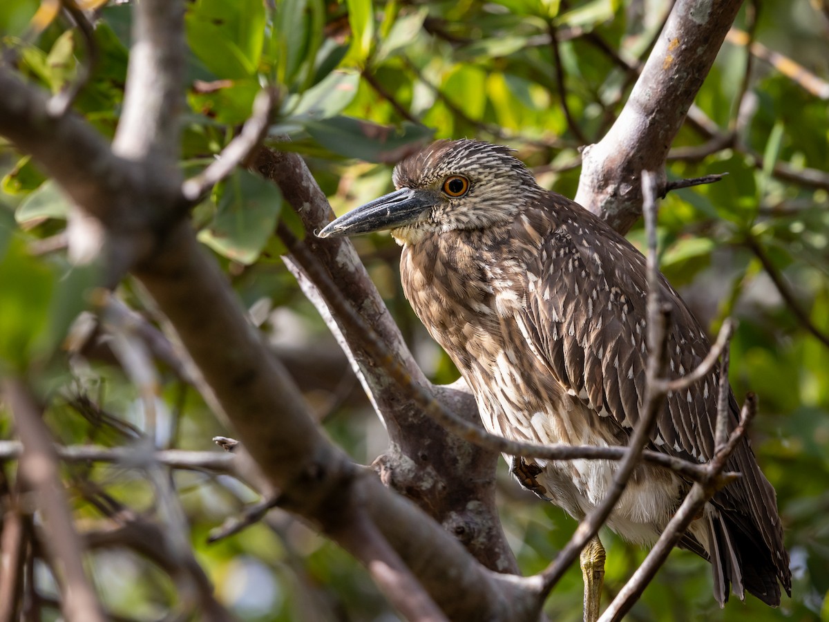 Yellow-crowned Night Heron - ML646978781