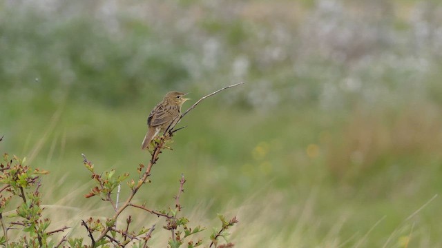 Common Grasshopper Warbler - ML646978782