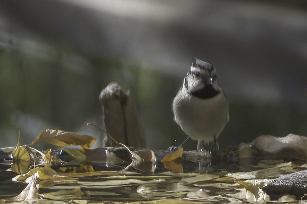 Bridled Titmouse - ML646978787