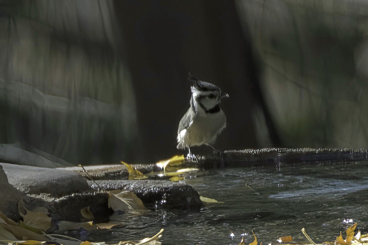Bridled Titmouse - ML646978789