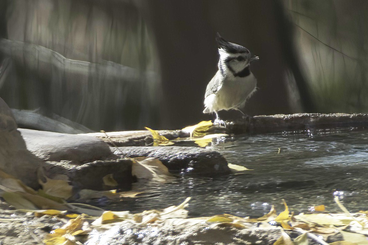Bridled Titmouse - ML646978790