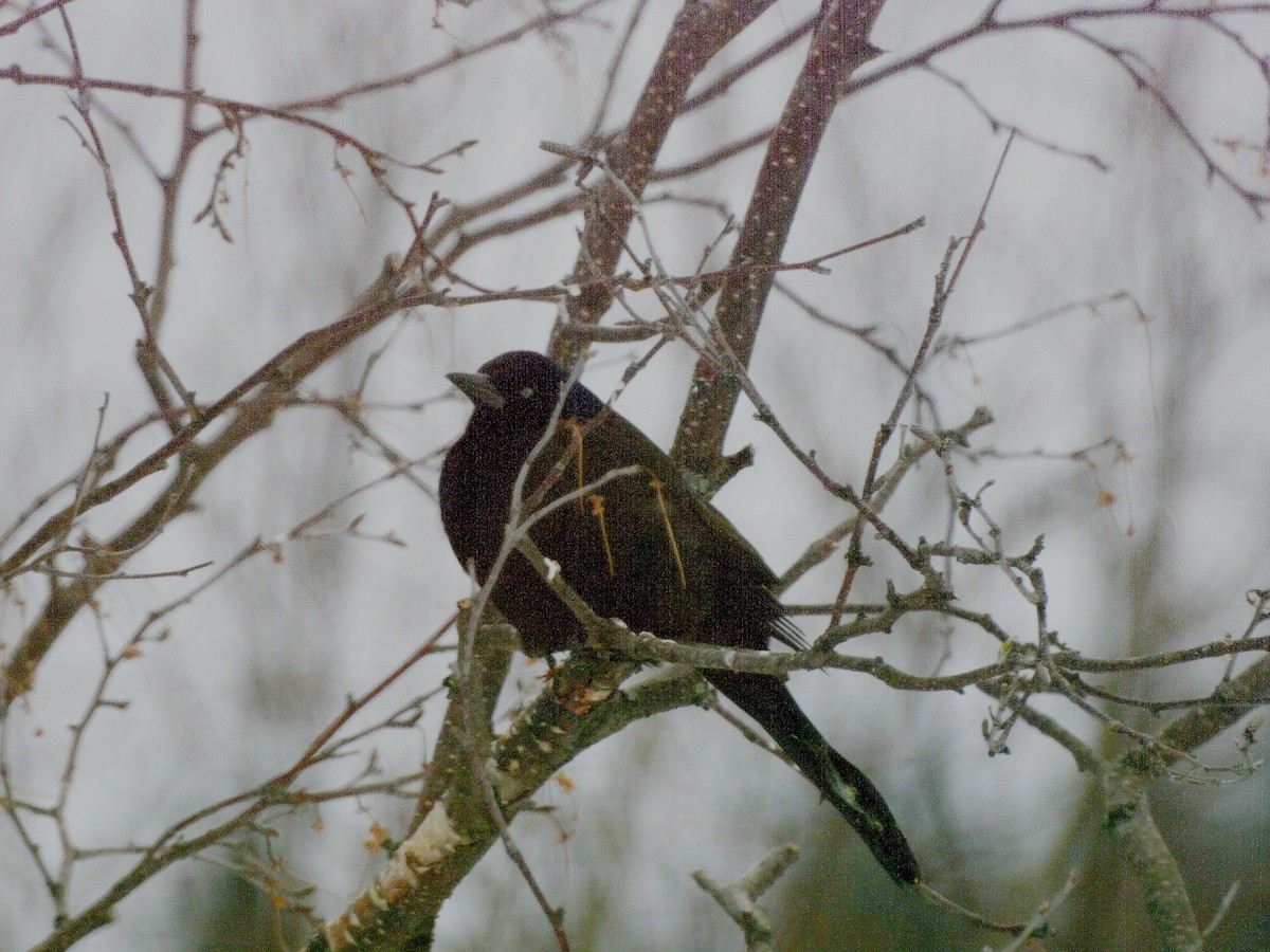 Пурпурный гракл - ML646978794