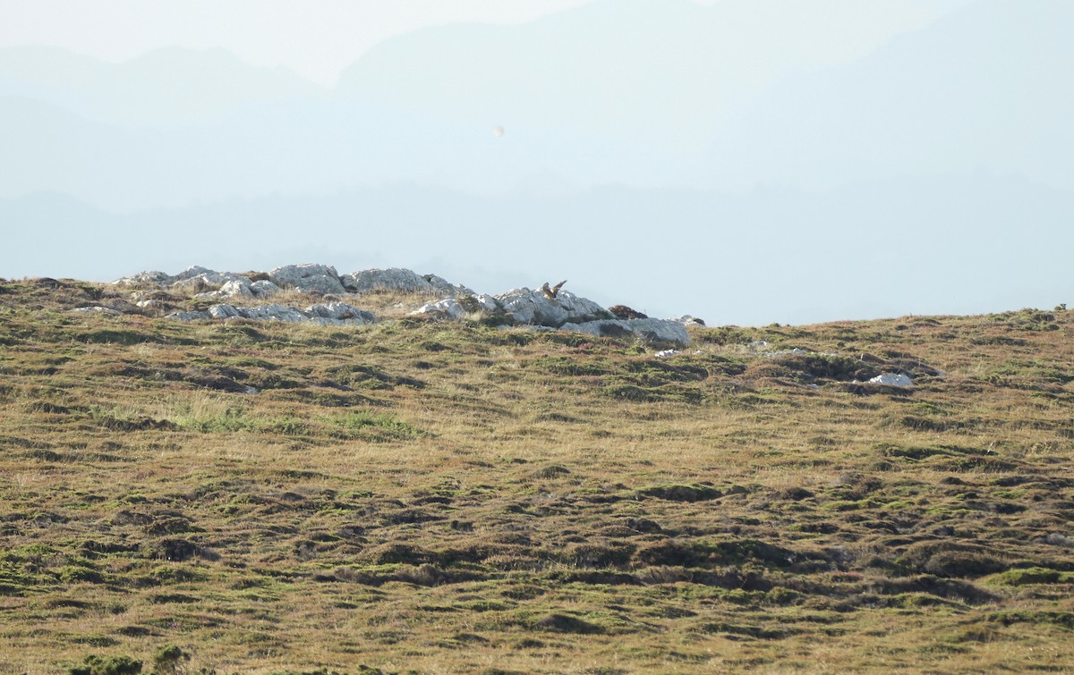 Bozkır Delicesi - ML646978800