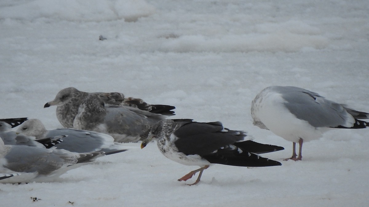 Lesser Black-backed Gull - ML646978802