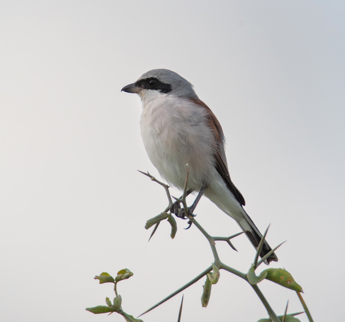 ťuhýk obecný - ML646978812