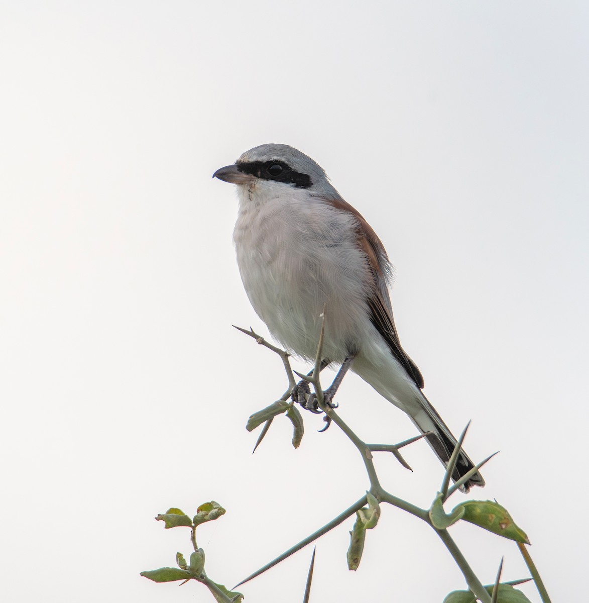 ťuhýk obecný - ML646978813