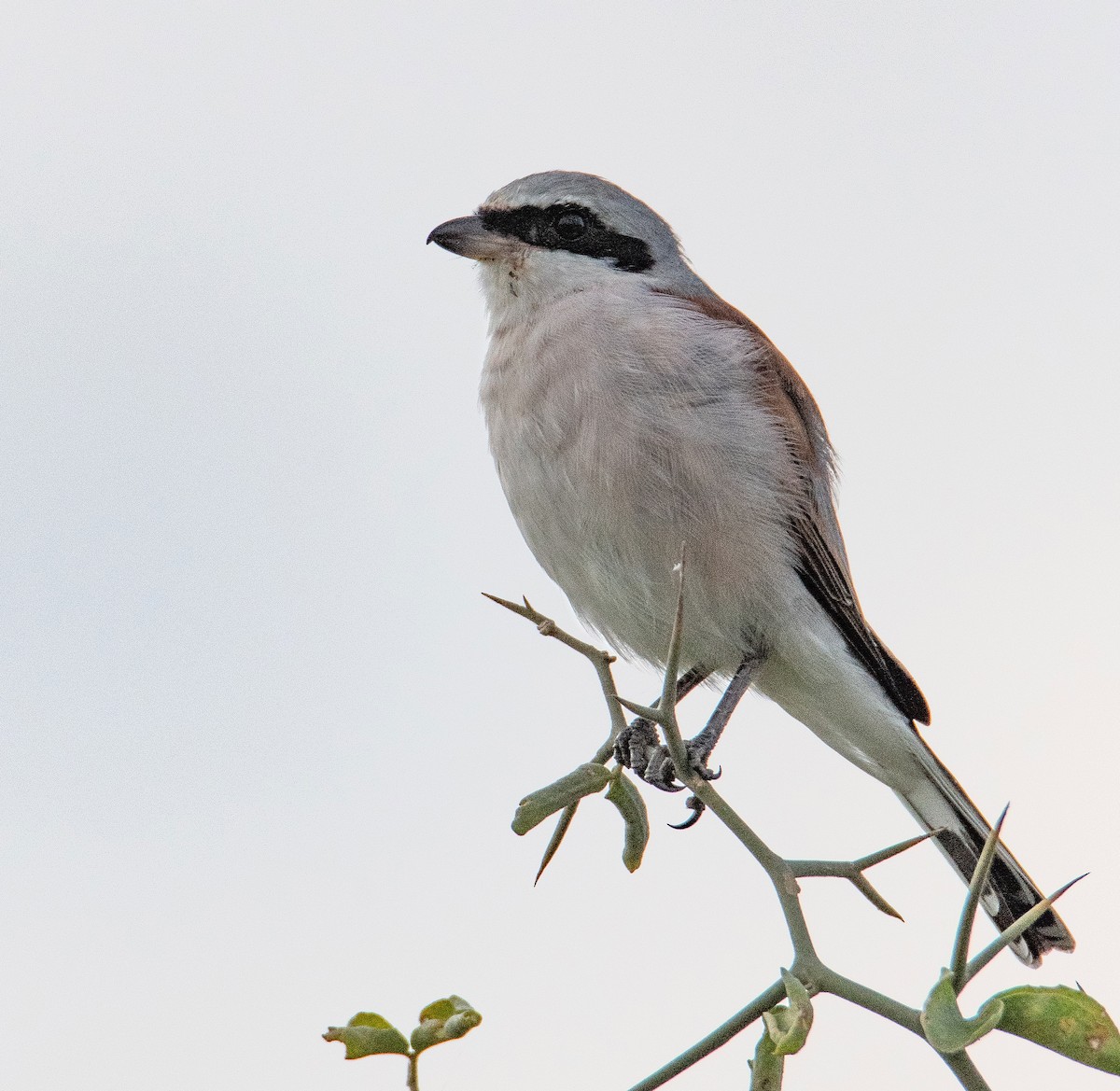 ťuhýk obecný - ML646978814