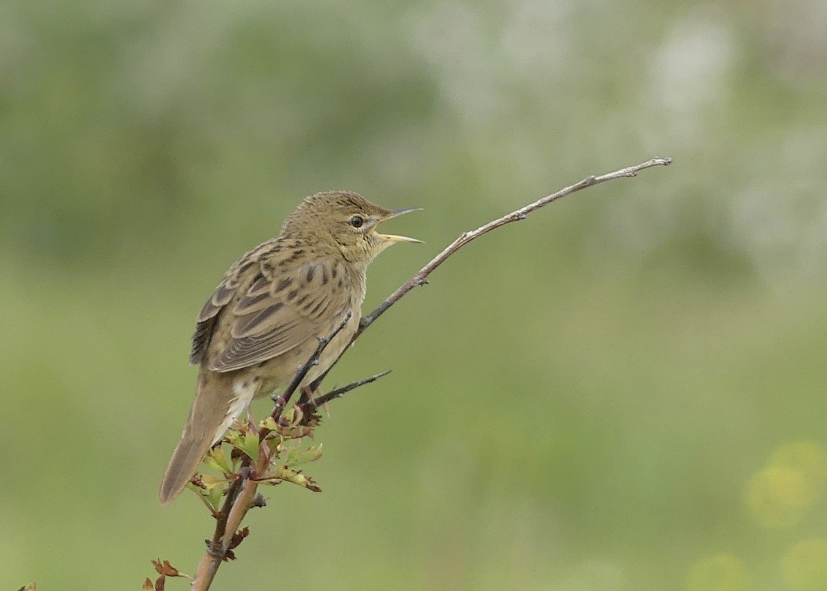 Обыкновенный сверчок - ML646978818