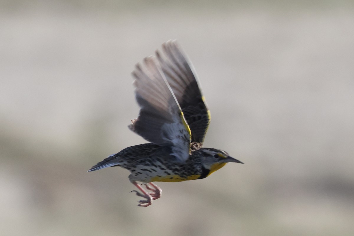Western Meadowlark - ML646978822