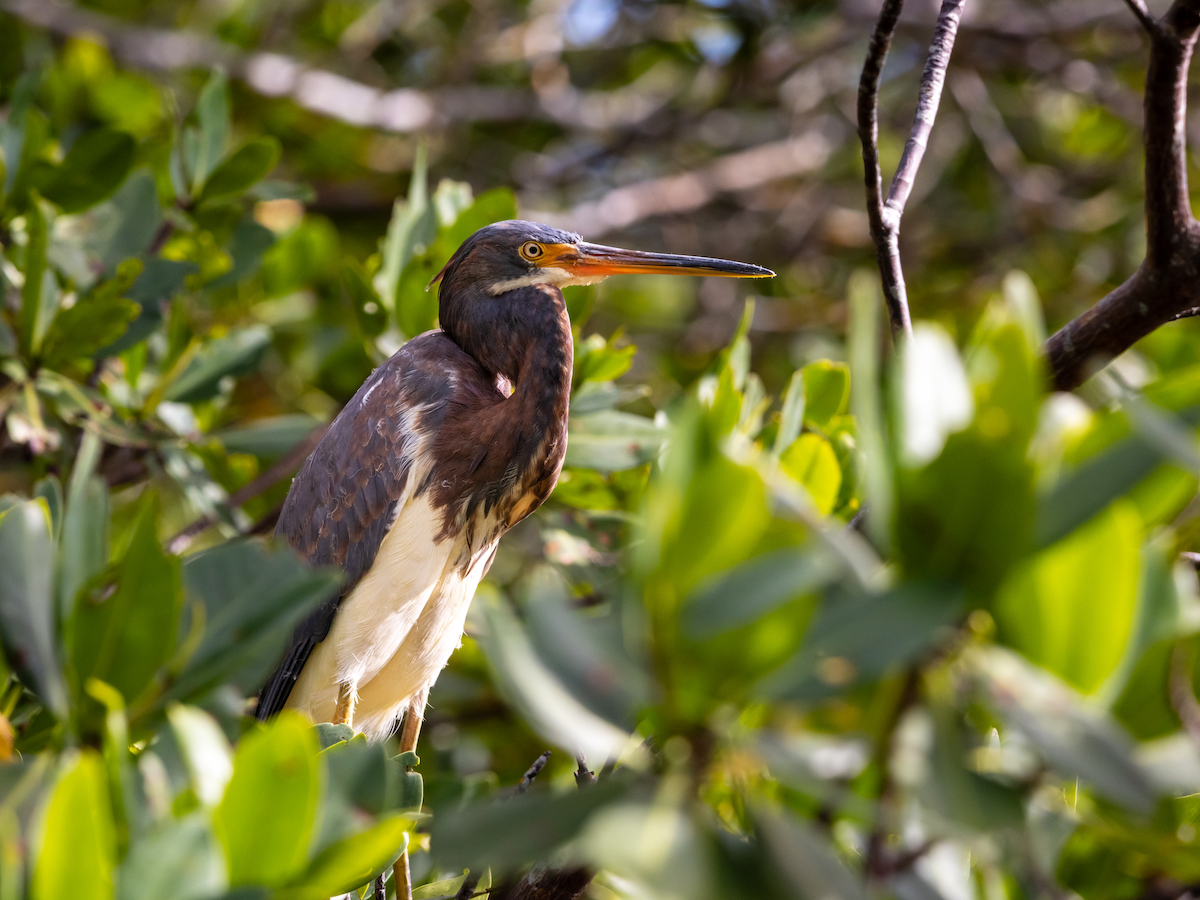 Tricolored Heron - ML646978823