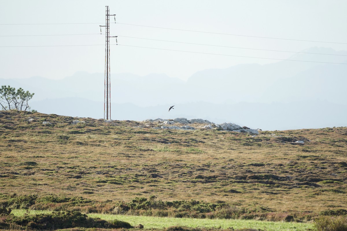 Bozkır Delicesi - ML646978824