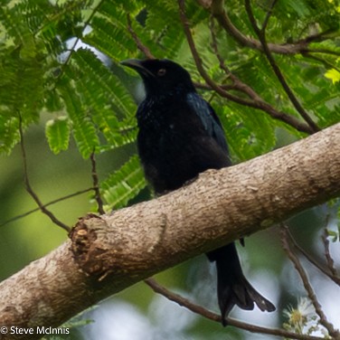 Hair-crested Drongo (Obi) - ML646978827
