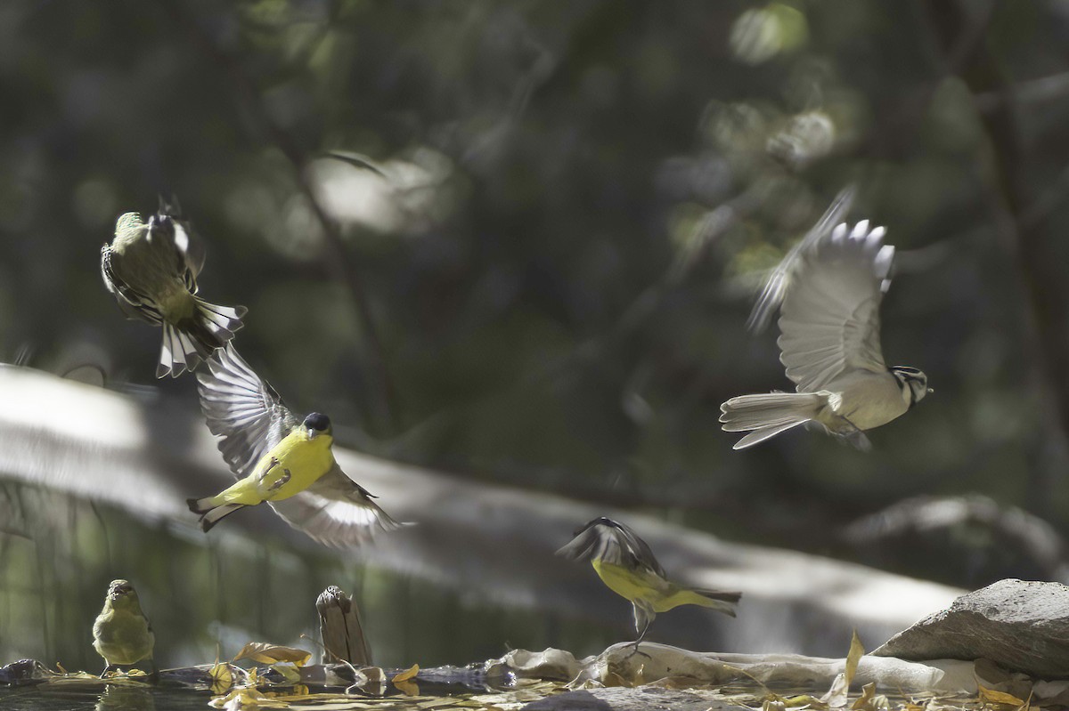 Lesser Goldfinch - ML646978832