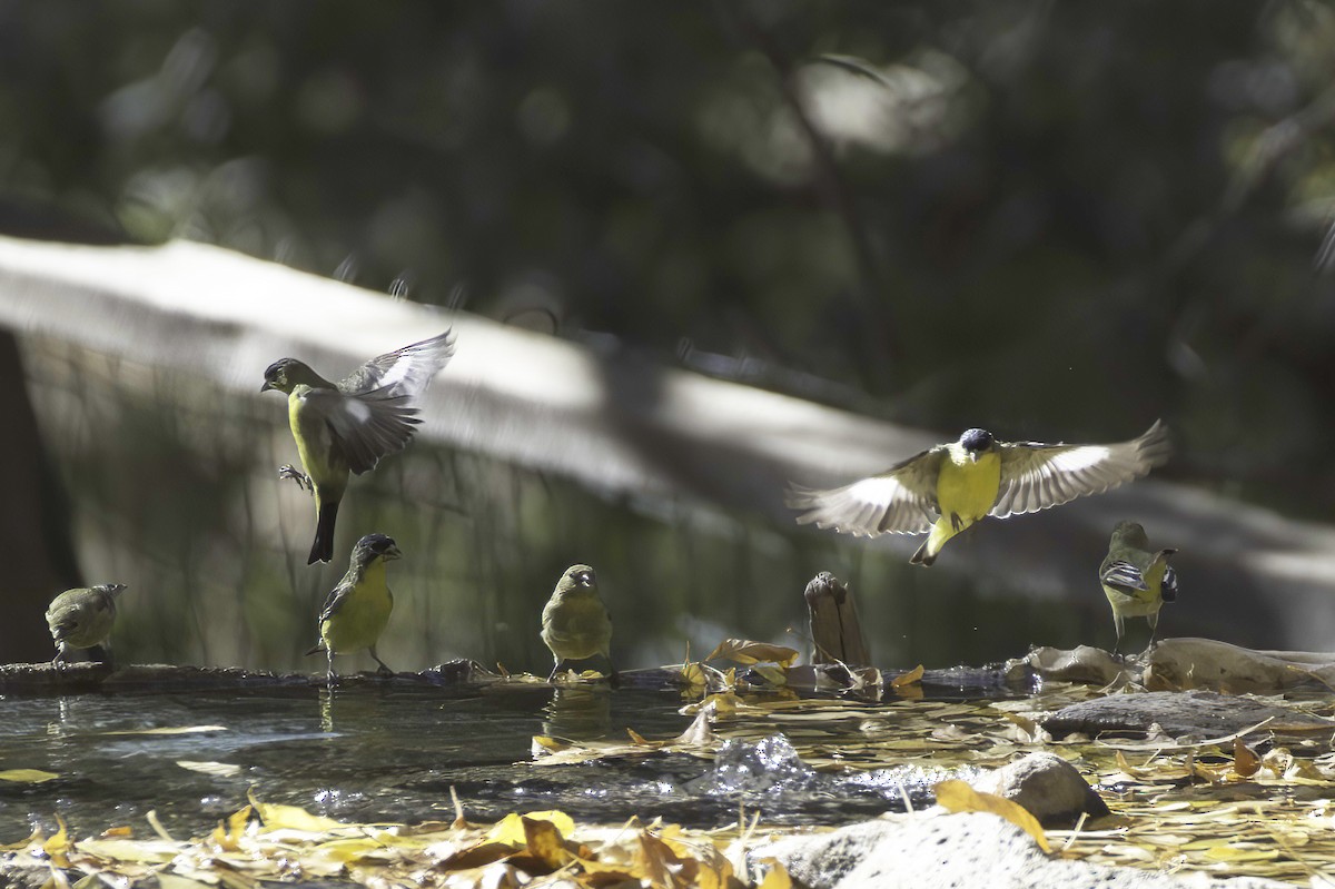 Lesser Goldfinch - ML646978833