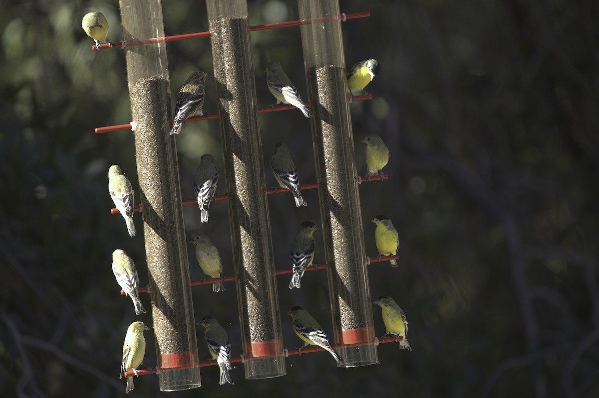 Lesser Goldfinch - ML646978834