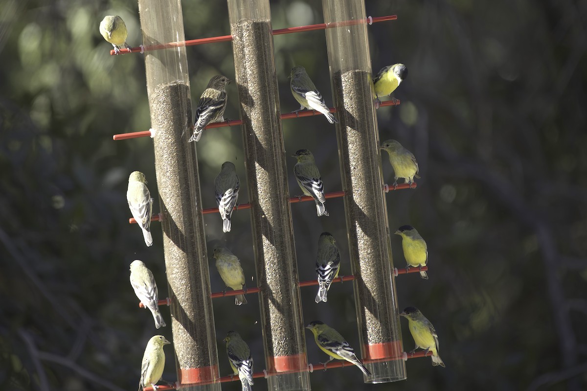 Lesser Goldfinch - ML646978835