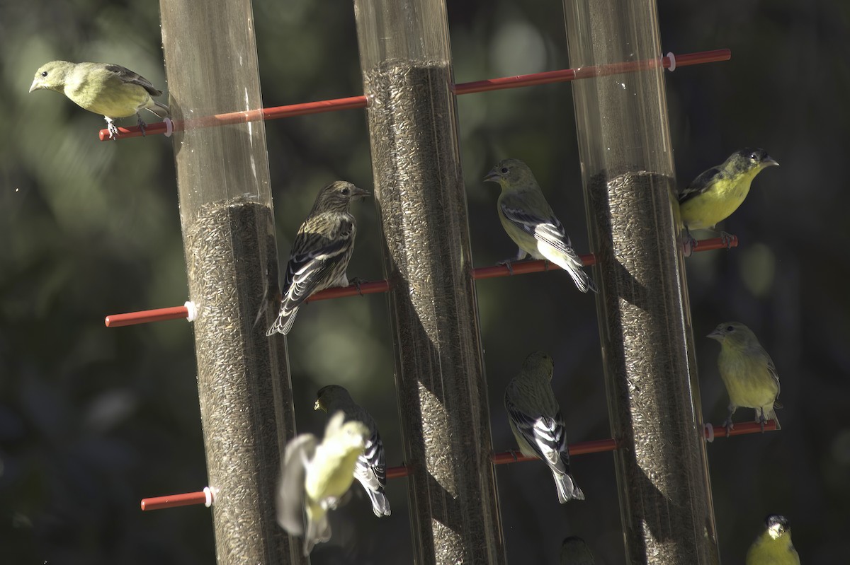 Lesser Goldfinch - ML646978837