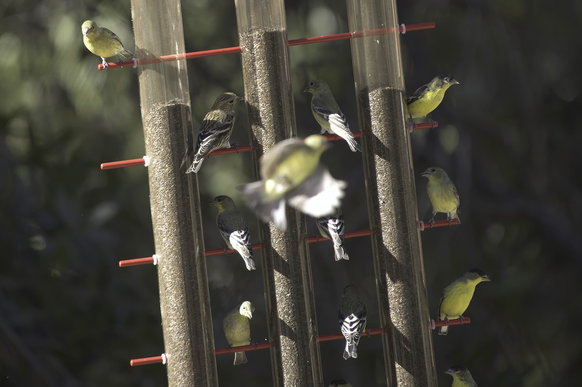 Lesser Goldfinch - ML646978838