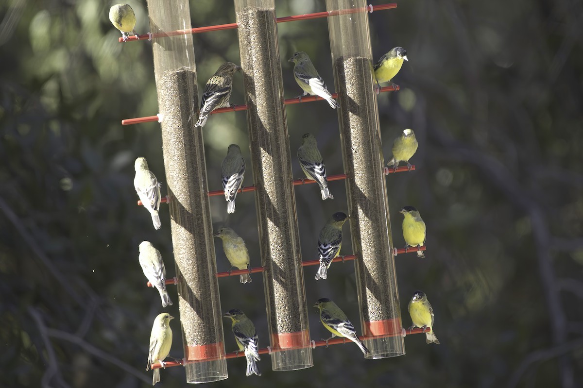 Lesser Goldfinch - ML646978840