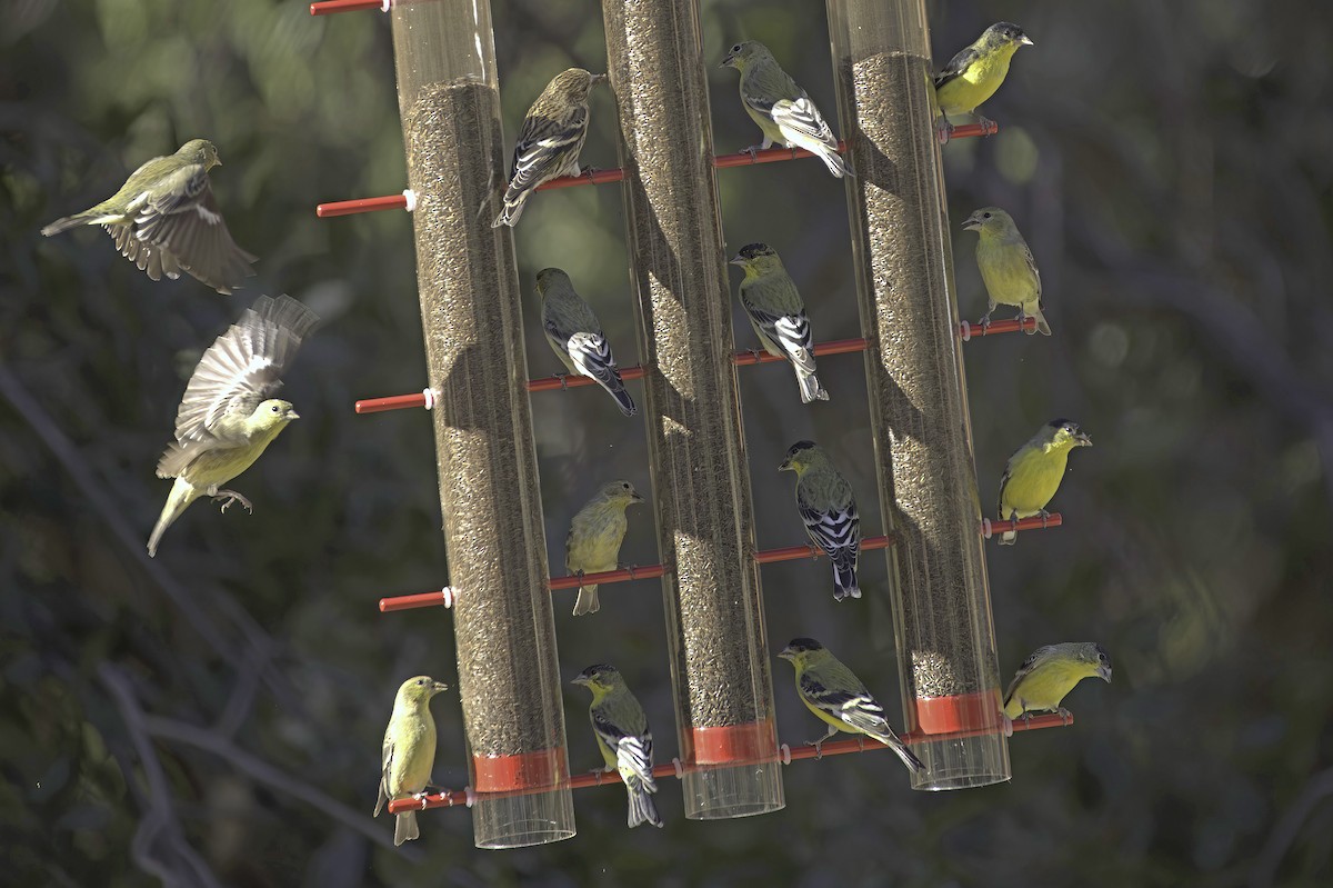 Lesser Goldfinch - ML646978841