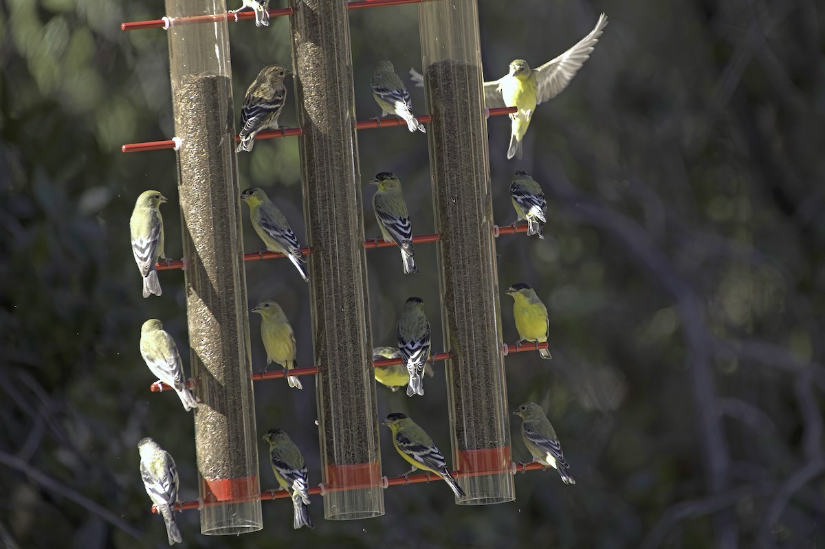 Lesser Goldfinch - ML646978842