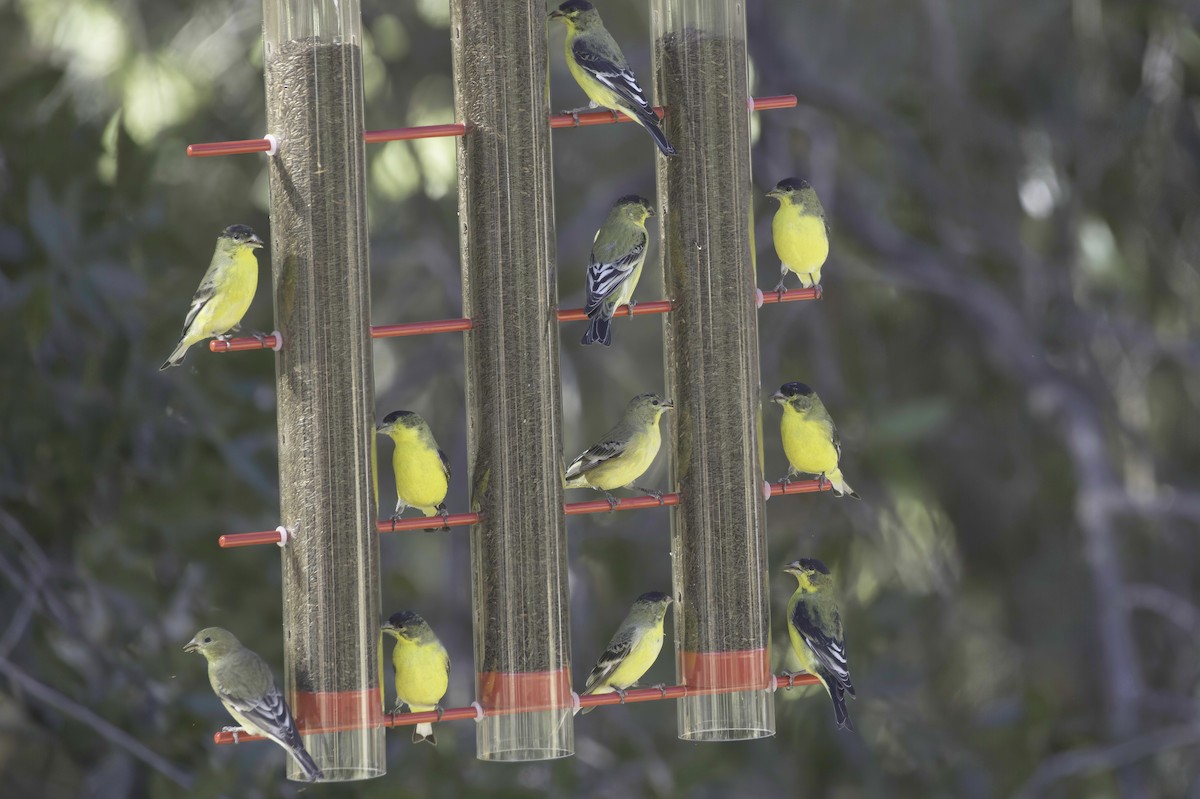 Lesser Goldfinch - ML646978843