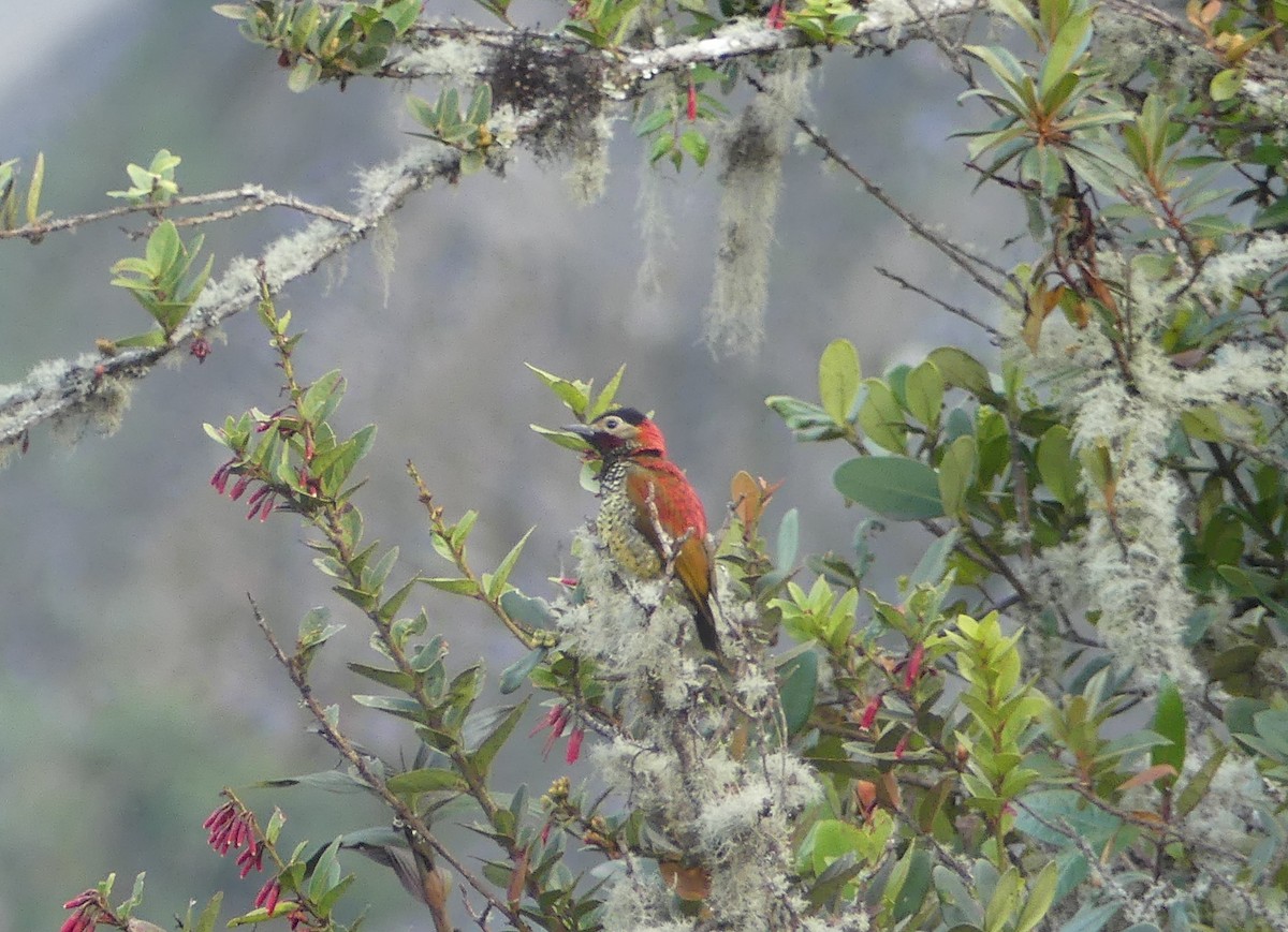 Crimson-mantled Woodpecker (Black-crowned) - ML646978845