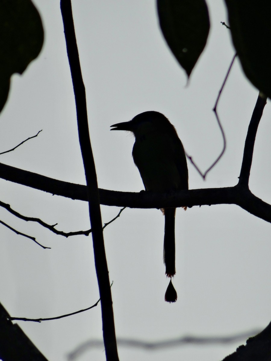 Russet-crowned Motmot - ML646978846