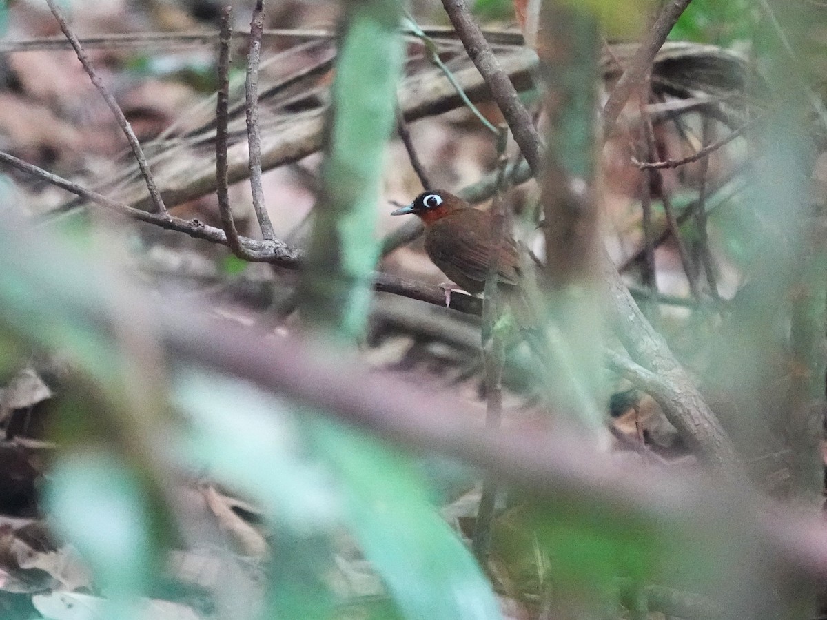 Fourmilier à gorge rousse - ML646978848