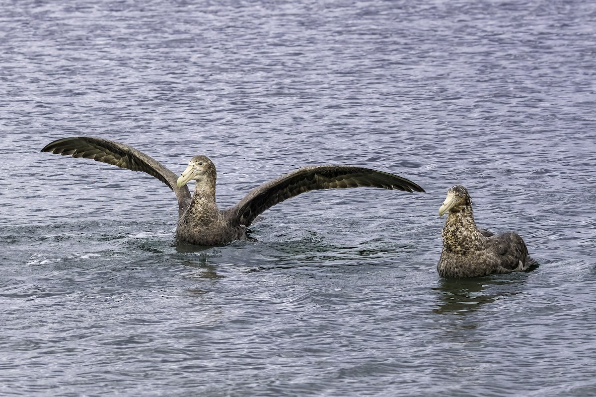 Petreltzar argia - ML646978849