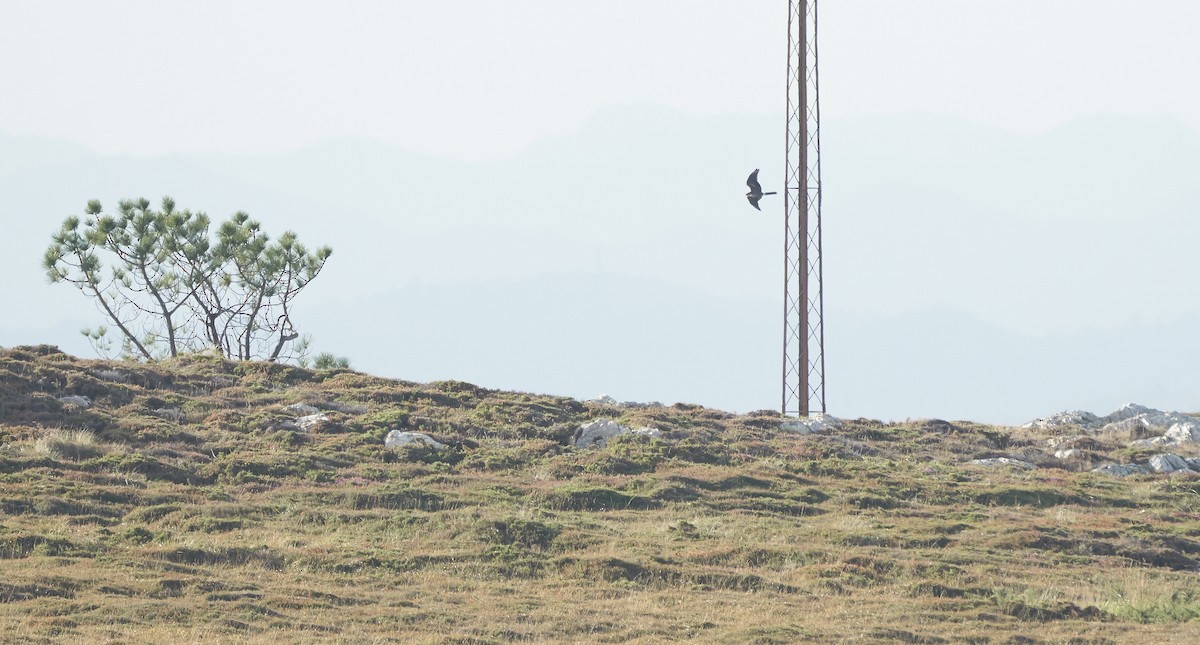 Bozkır Delicesi - ML646978850