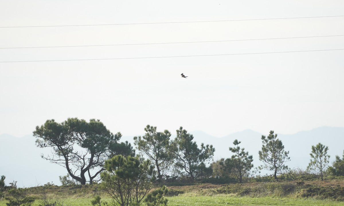 Bozkır Delicesi - ML646978851