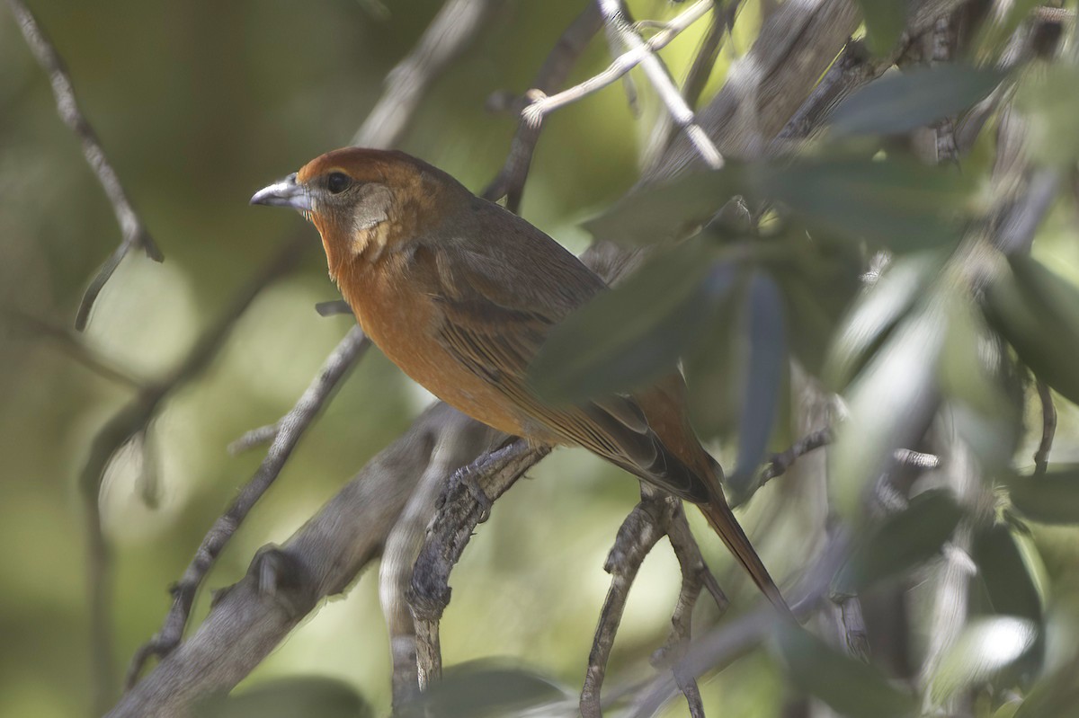 Hepatic Tanager - ML646978853