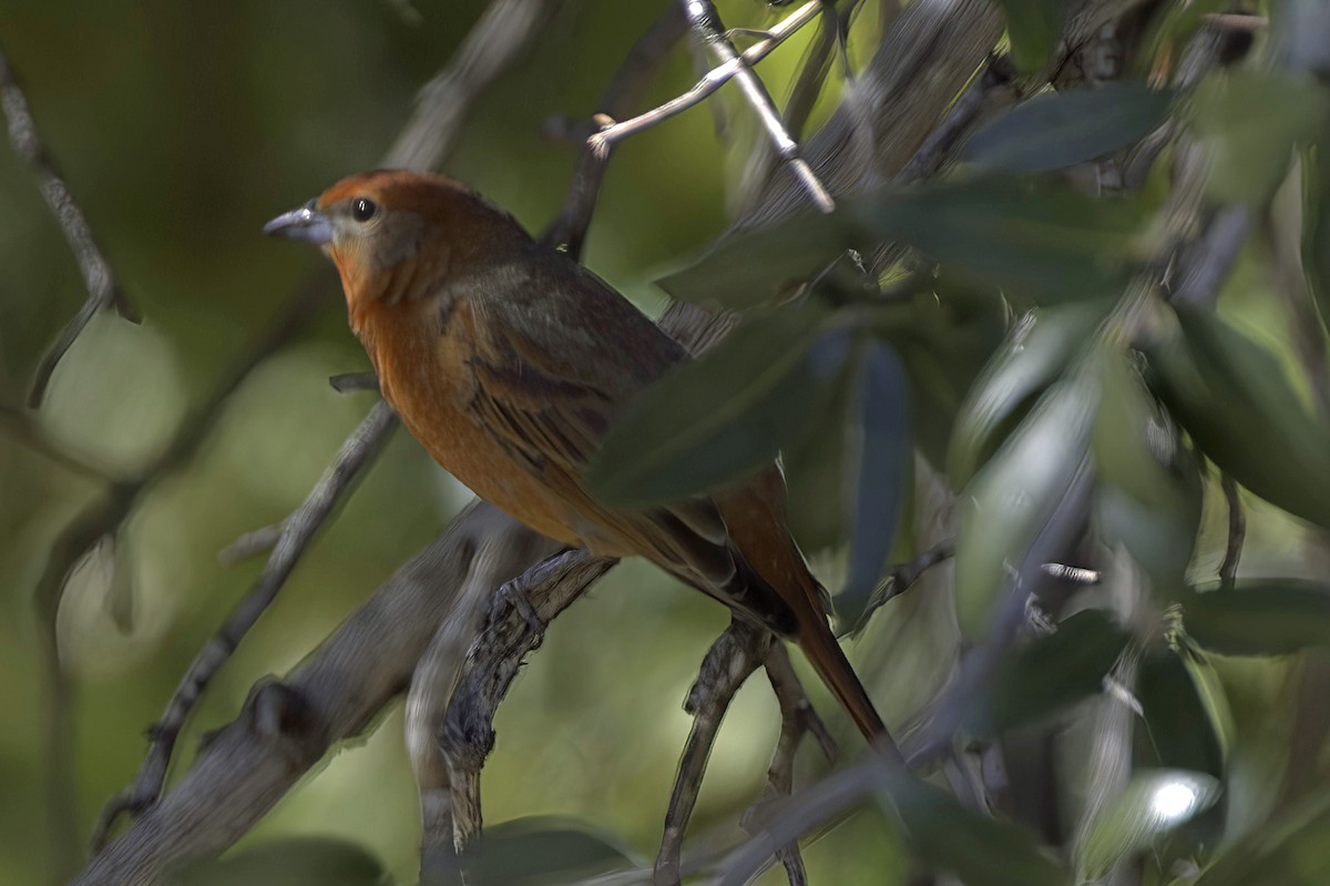Hepatic Tanager - ML646978854