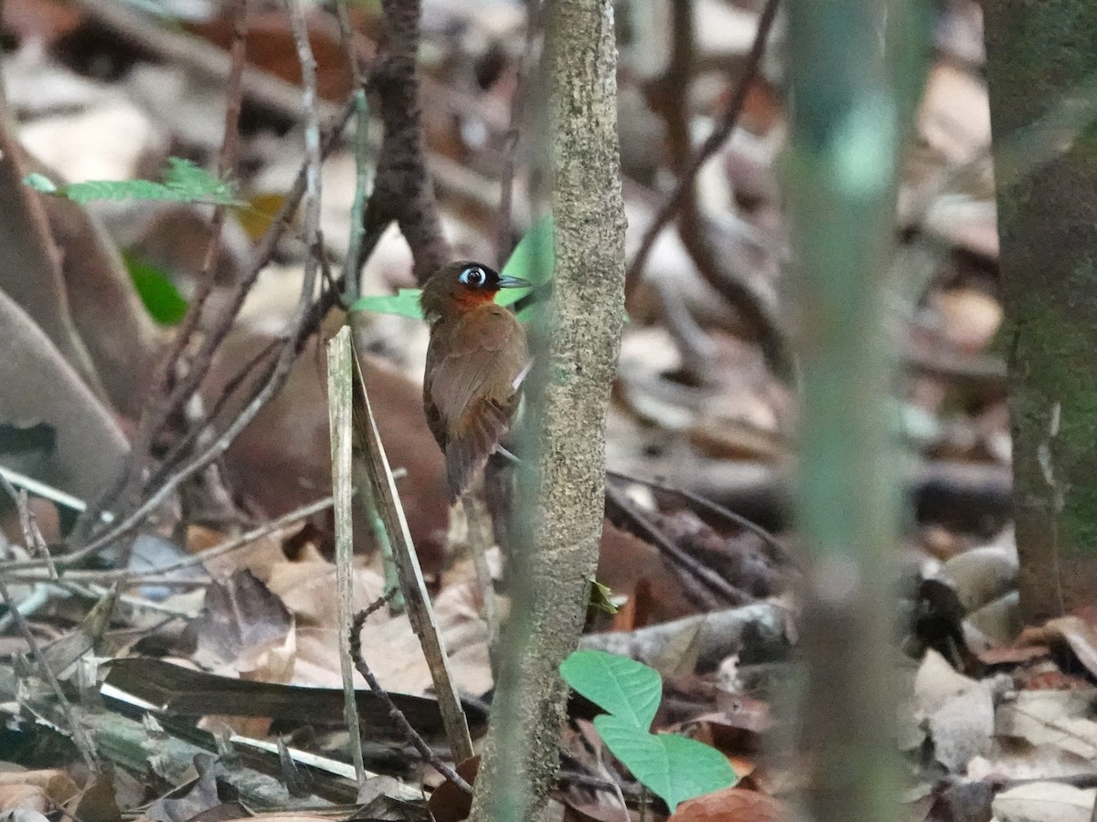 Fourmilier à gorge rousse - ML646978855