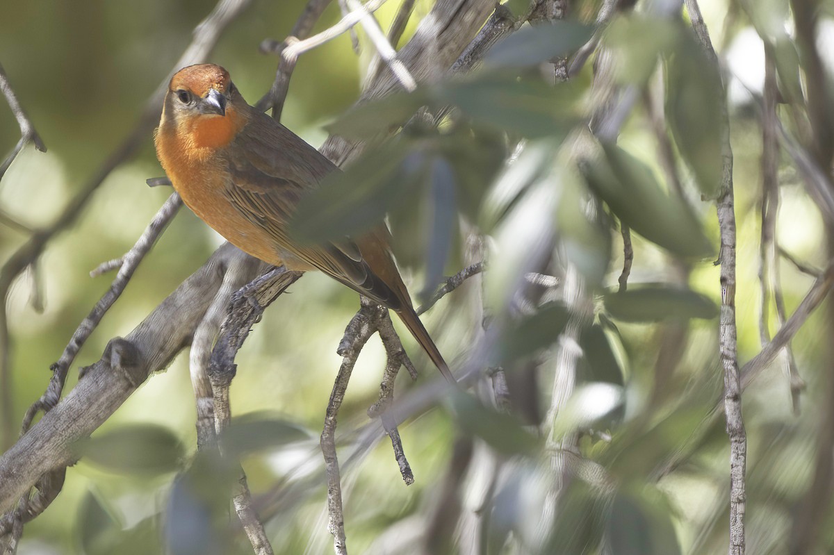 Hepatic Tanager - ML646978856
