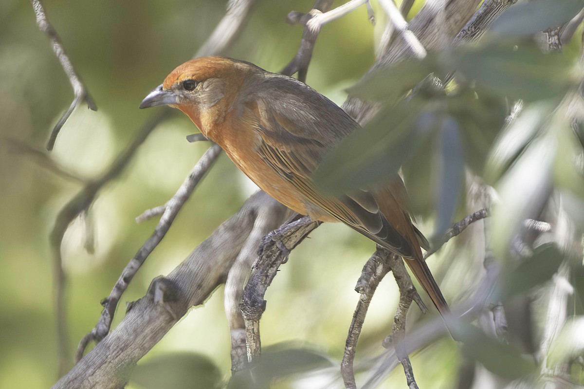 Hepatic Tanager - ML646978857
