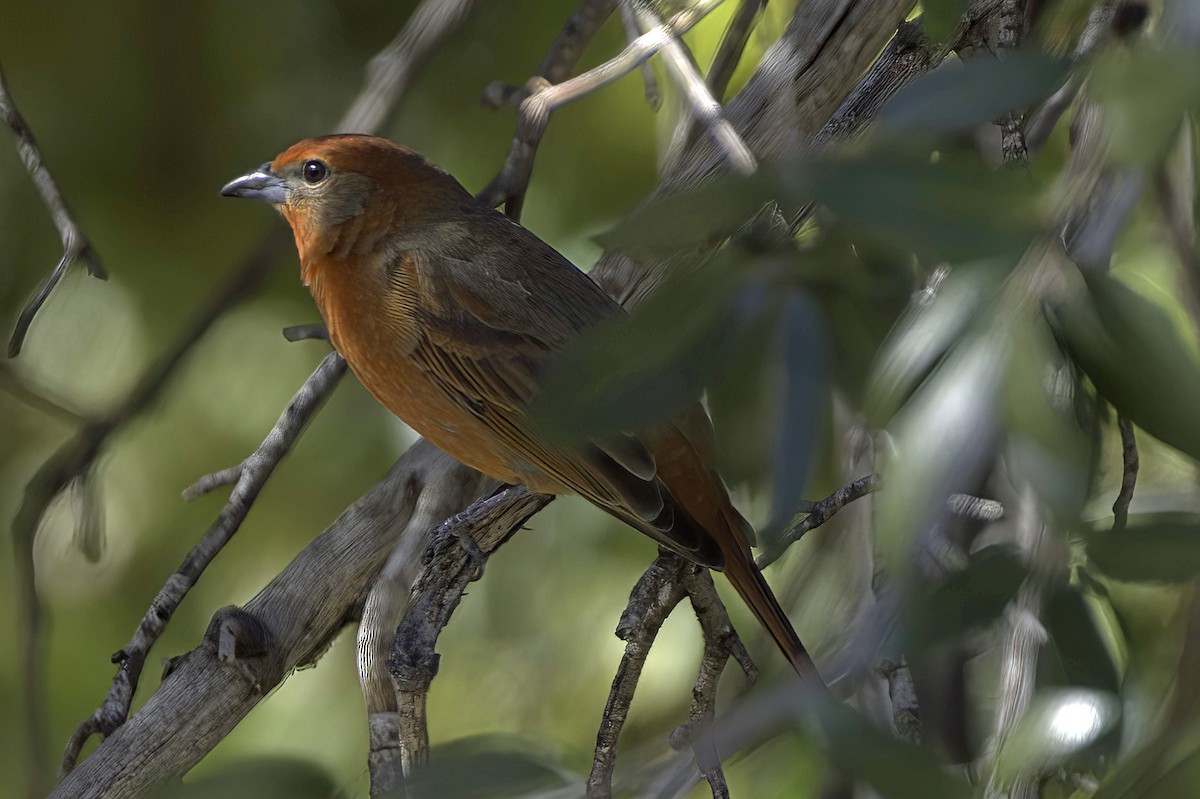 Hepatic Tanager - ML646978859