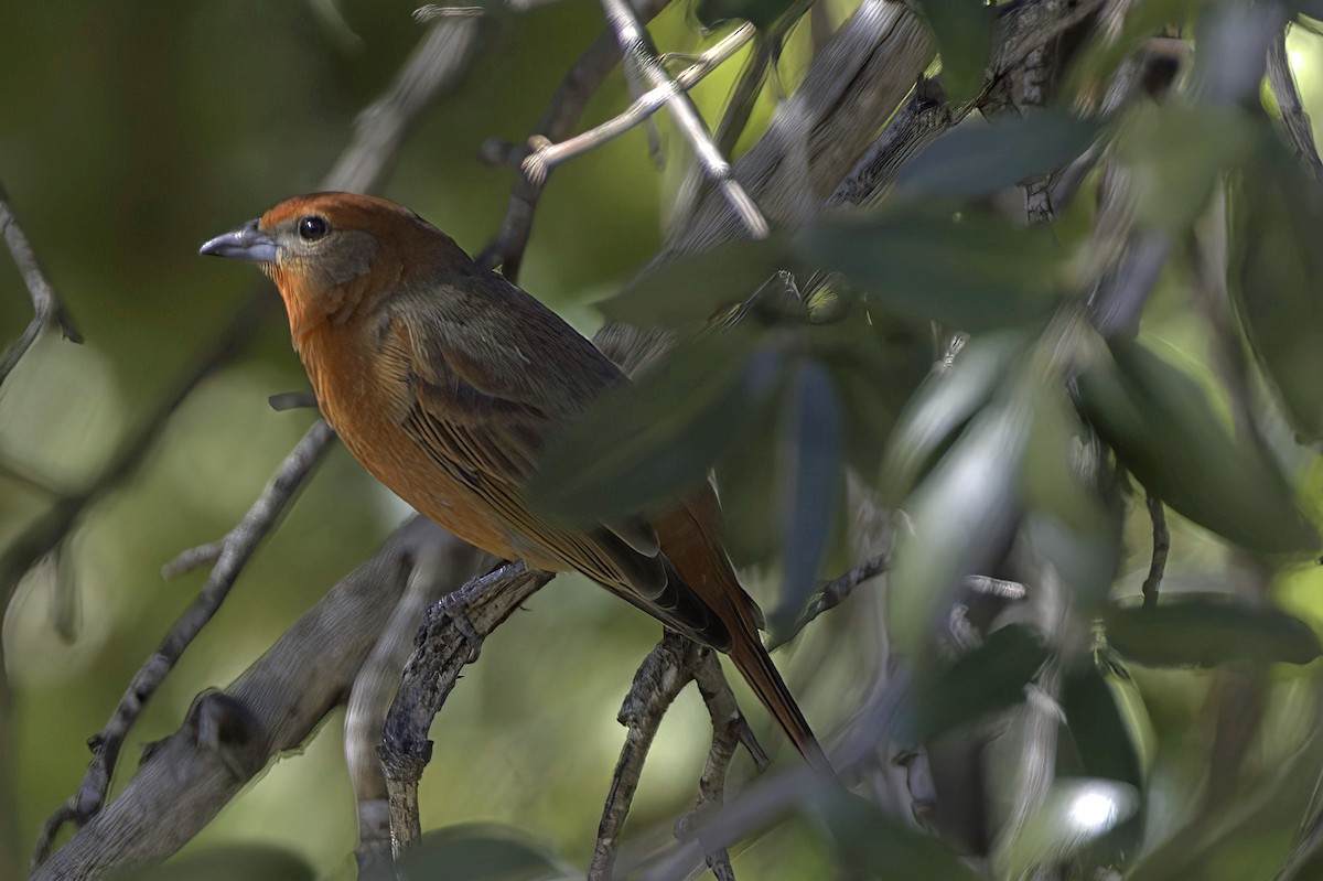 Hepatic Tanager - ML646978860