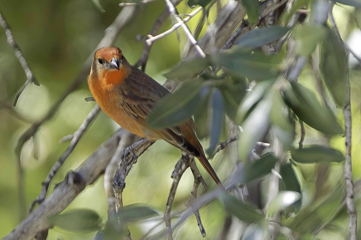 Hepatic Tanager - ML646978861