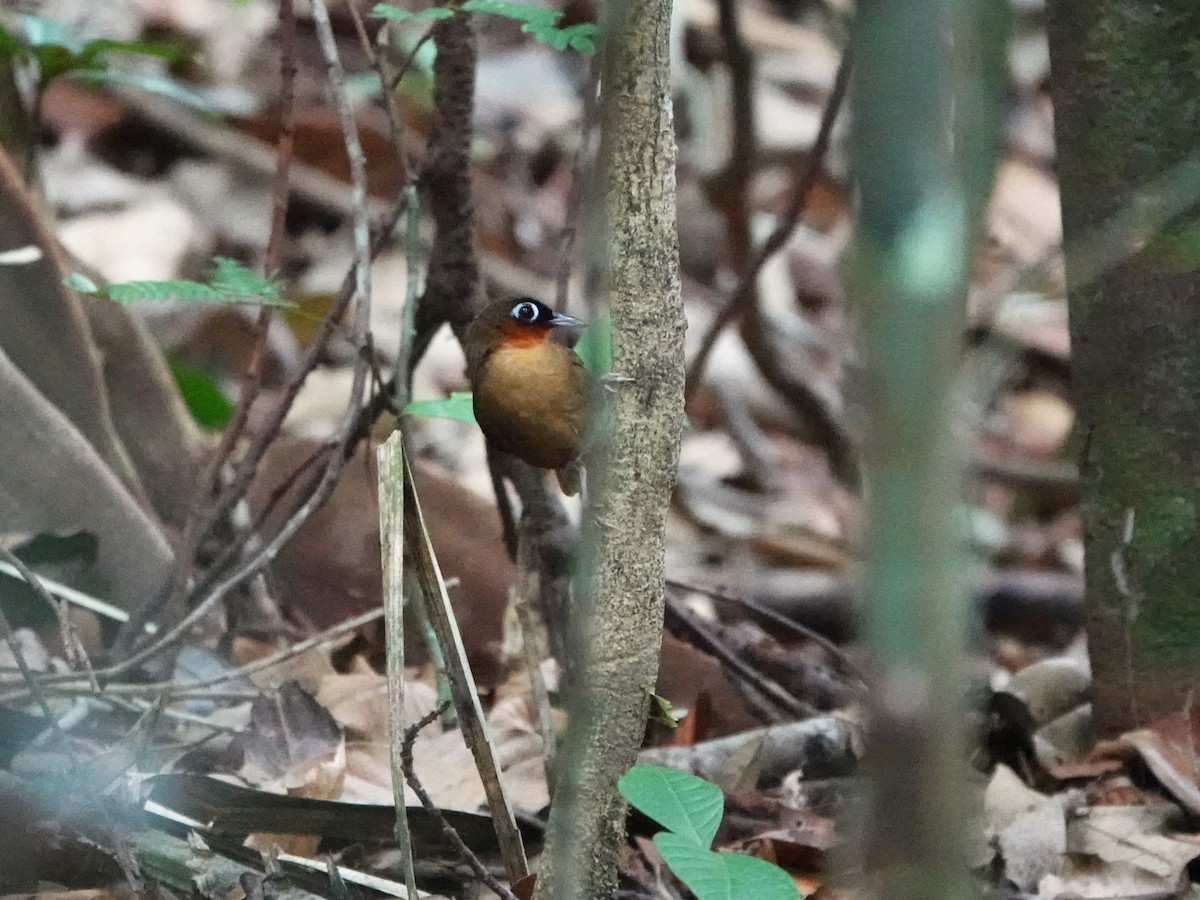 Fourmilier à gorge rousse - ML646978862