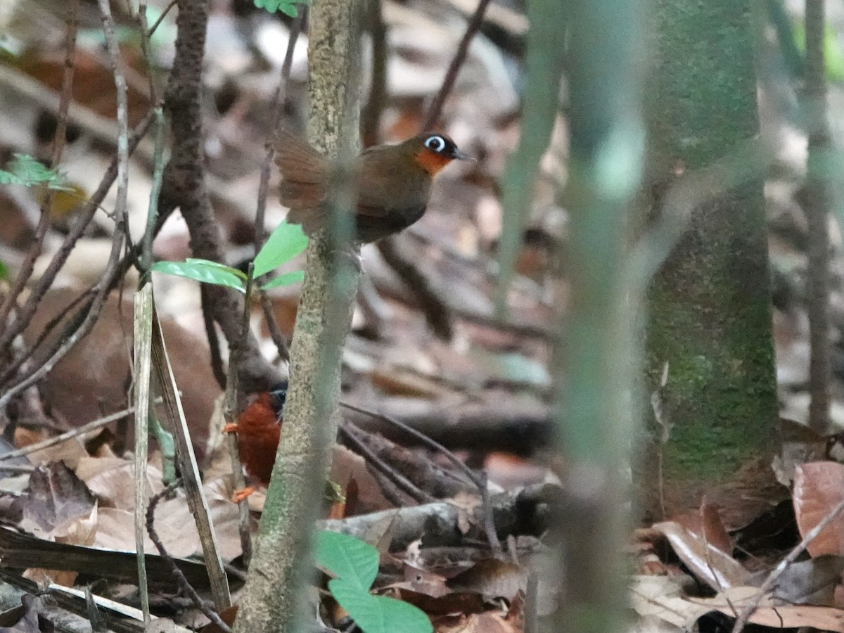Fourmilier à gorge rousse - ML646978864