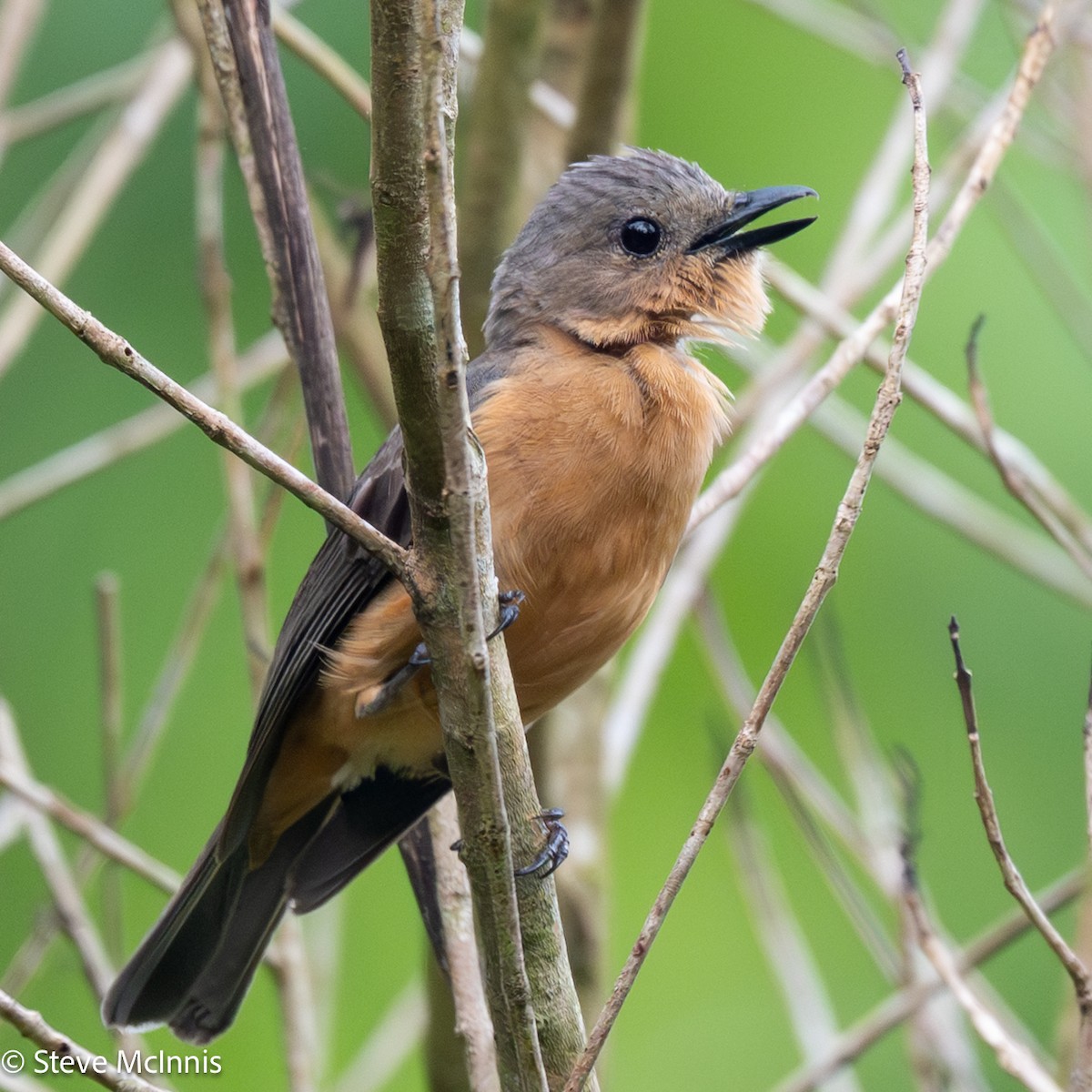 Drab Whistler (Cinnamon-breasted) - ML646978865