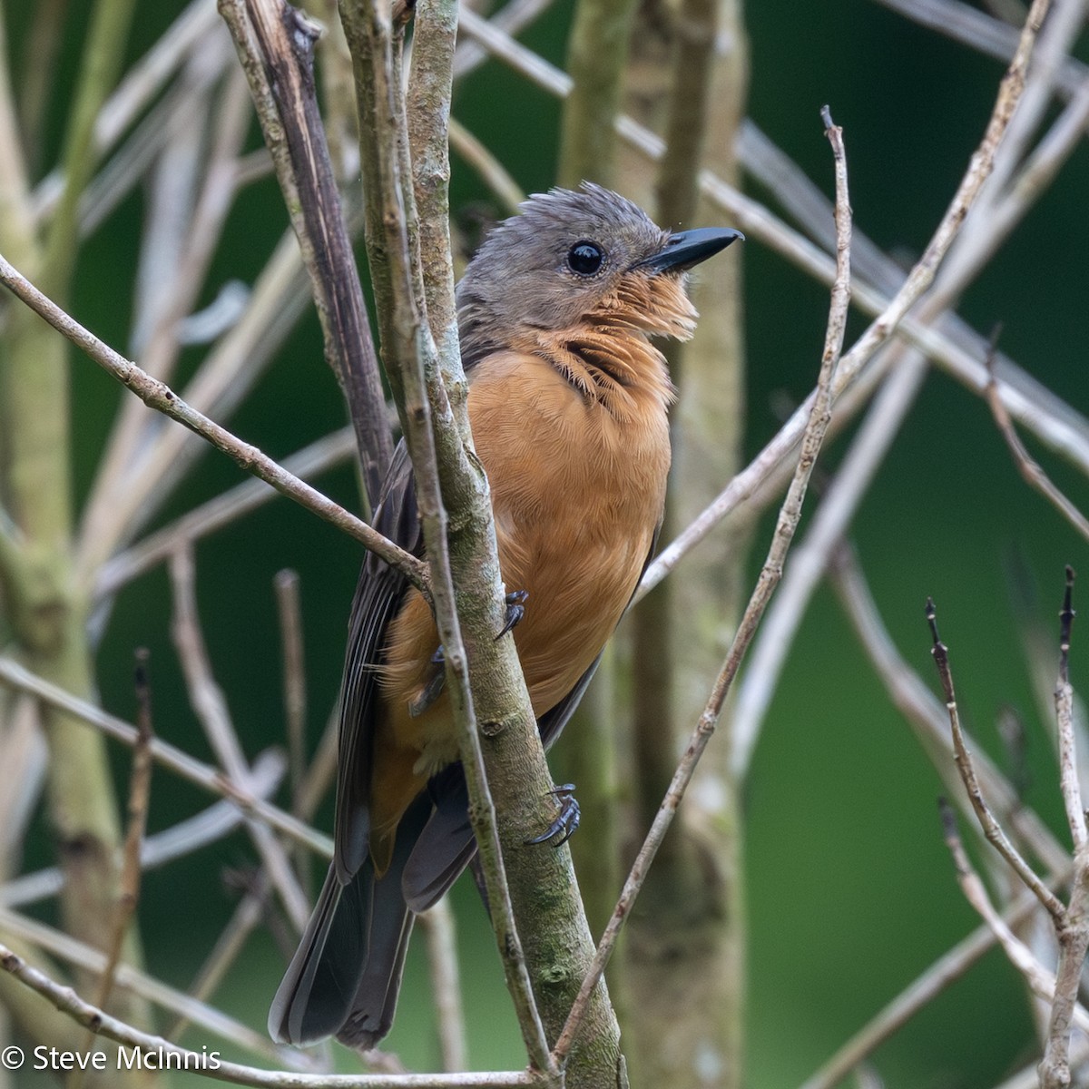 Drab Whistler (Cinnamon-breasted) - ML646978866