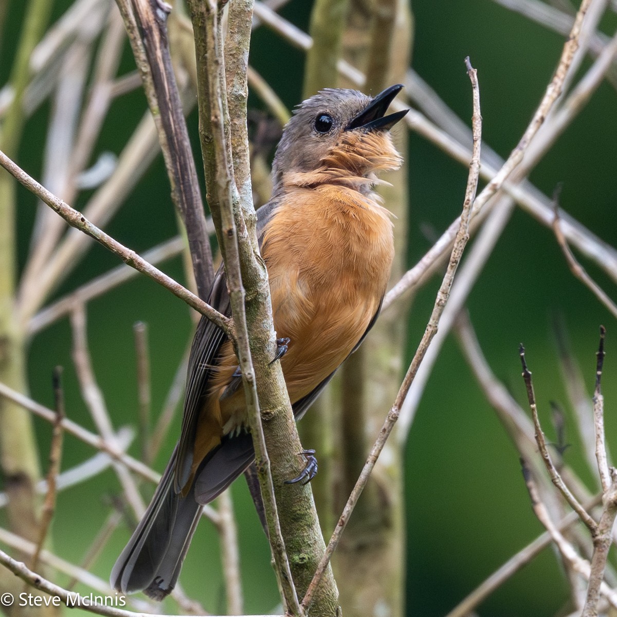 Drab Whistler (Cinnamon-breasted) - ML646978867