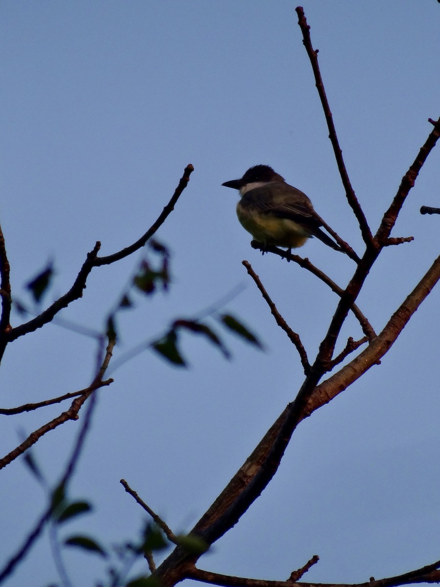 Thick-billed Kingbird - ML646978868