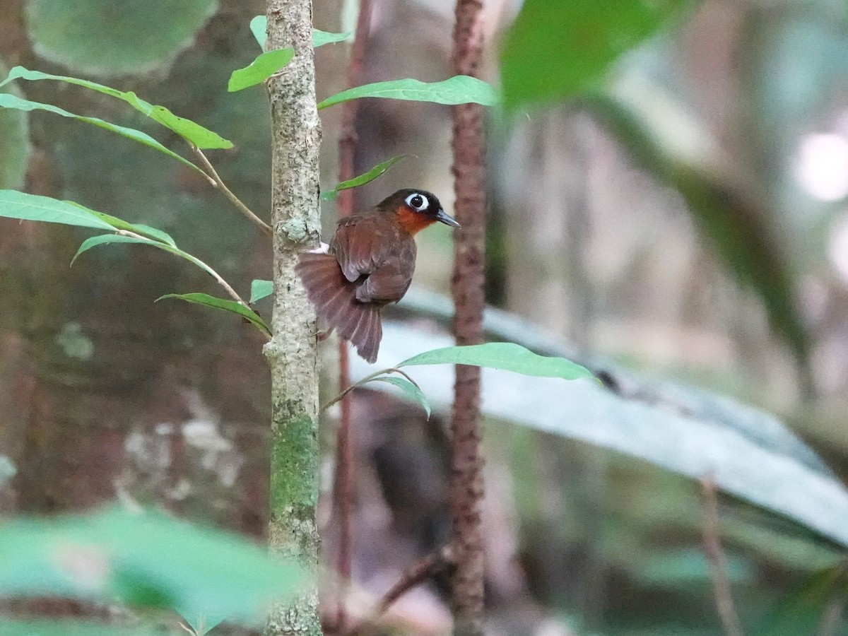 Fourmilier à gorge rousse - ML646978869