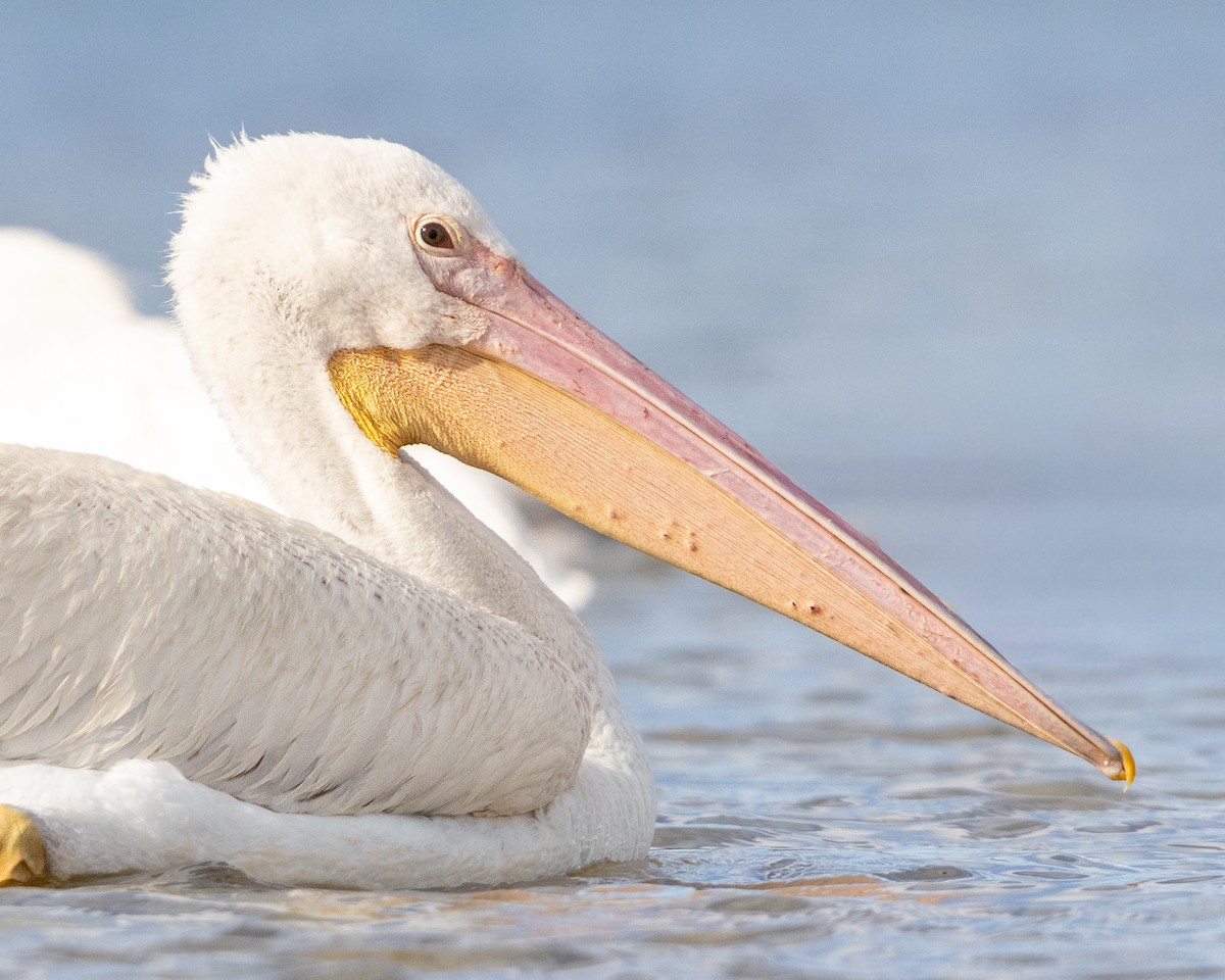 American White Pelican - ML646978870