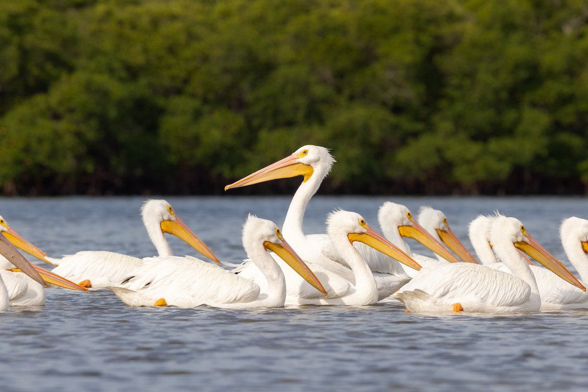 American White Pelican - ML646978871