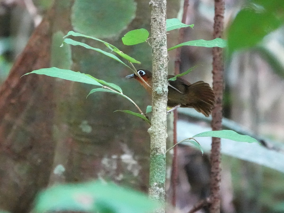 Fourmilier à gorge rousse - ML646978872